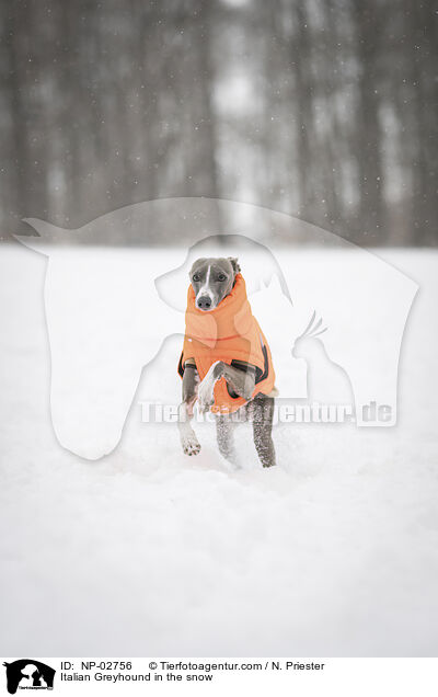 Italienisches Windspiel im Schnee / Italian Greyhound in the snow / NP-02756