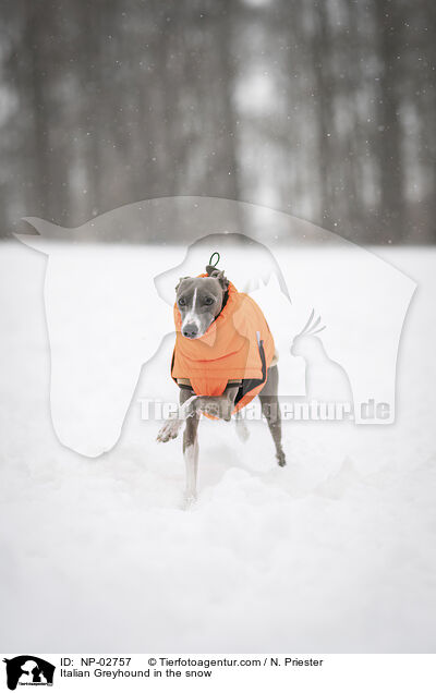 Italienisches Windspiel im Schnee / Italian Greyhound in the snow / NP-02757
