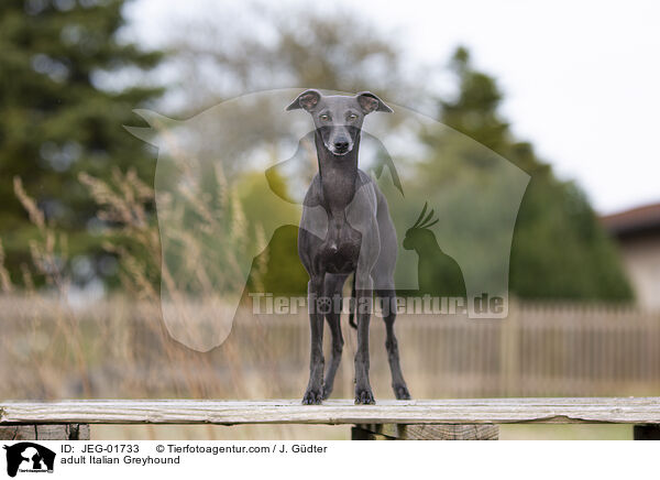ausgewachsenes Italienisches Windspiel / adult Italian Greyhound / JEG-01733