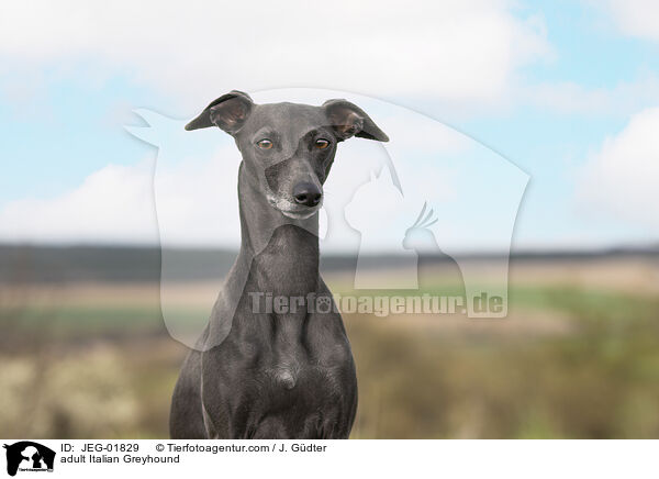 ausgewachsenes Italienisches Windspiel / adult Italian Greyhound / JEG-01829