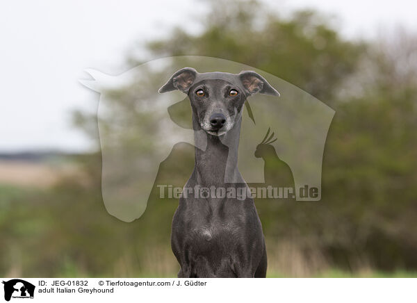 ausgewachsenes Italienisches Windspiel / adult Italian Greyhound / JEG-01832