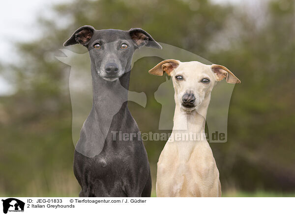 2 Italian Greyhounds / JEG-01833