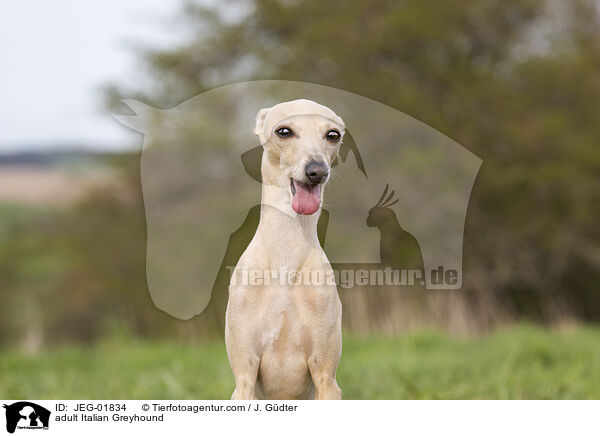 ausgewachsenes Italienisches Windspiel / adult Italian Greyhound / JEG-01834