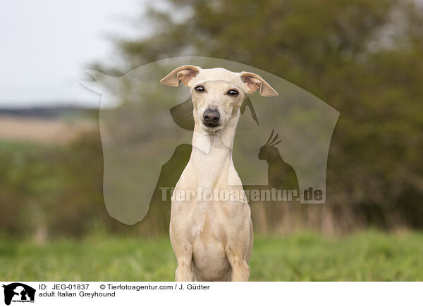 ausgewachsenes Italienisches Windspiel / adult Italian Greyhound / JEG-01837