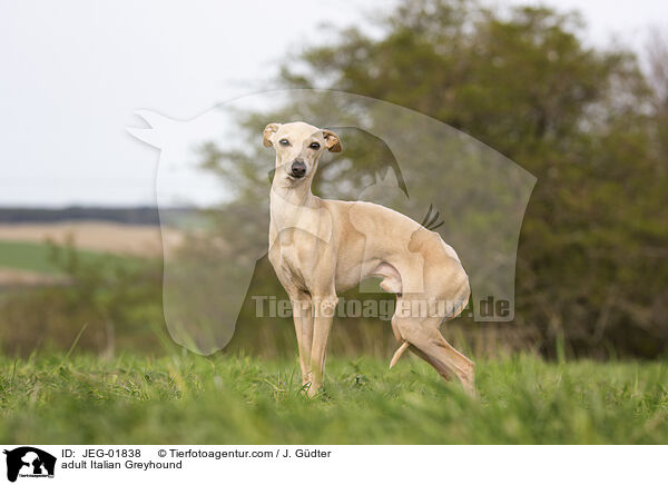 ausgewachsenes Italienisches Windspiel / adult Italian Greyhound / JEG-01838