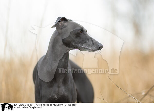 ausgewachsenes Italienisches Windspiel / adult Italian Greyhound / JEG-01840