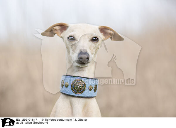 ausgewachsenes Italienisches Windspiel / adult Italian Greyhound / JEG-01847