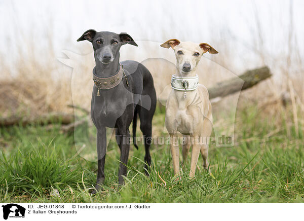 2 Italian Greyhounds / JEG-01848