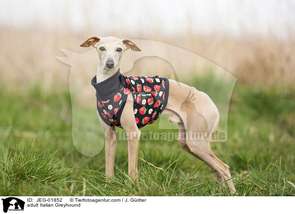 ausgewachsenes Italienisches Windspiel / adult Italian Greyhound / JEG-01852