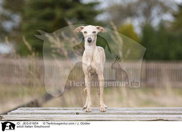 ausgewachsenes Italienisches Windspiel / adult Italian Greyhound / JEG-01854