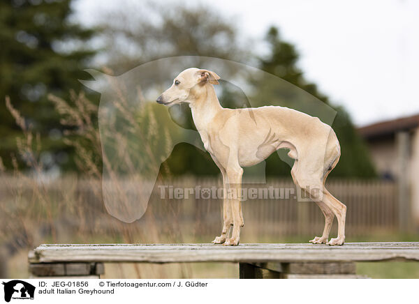 adult Italian Greyhound / JEG-01856