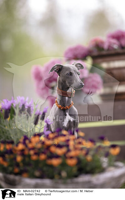 Italienisches Windspiel Rde / male Italian Greyhound / MAH-02742