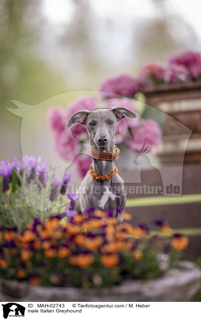 Italienisches Windspiel Rde / male Italian Greyhound / MAH-02743