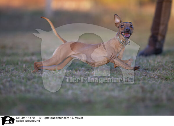Italian Greyhound / JM-14579