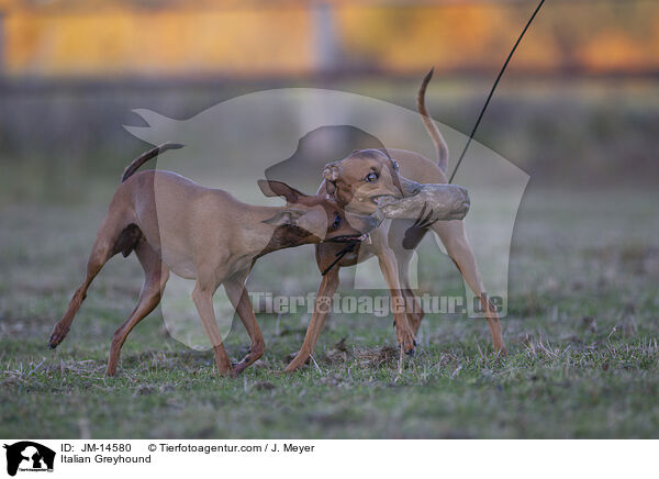 Italienisches Windspiel / Italian Greyhound / JM-14580