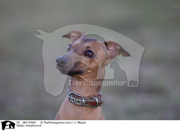 Italienisches Windspiel / Italian Greyhound / JM-14584