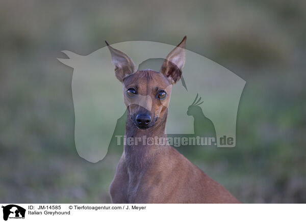 Italienisches Windspiel / Italian Greyhound / JM-14585
