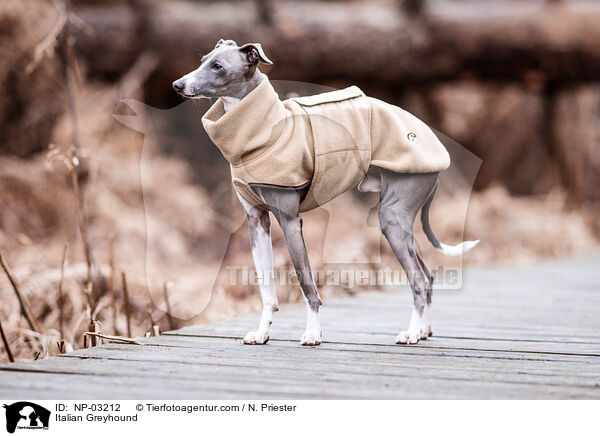 Italian Greyhound / NP-03212