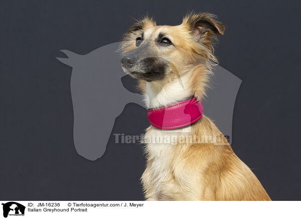 Italian Greyhound Portrait / JM-16236
