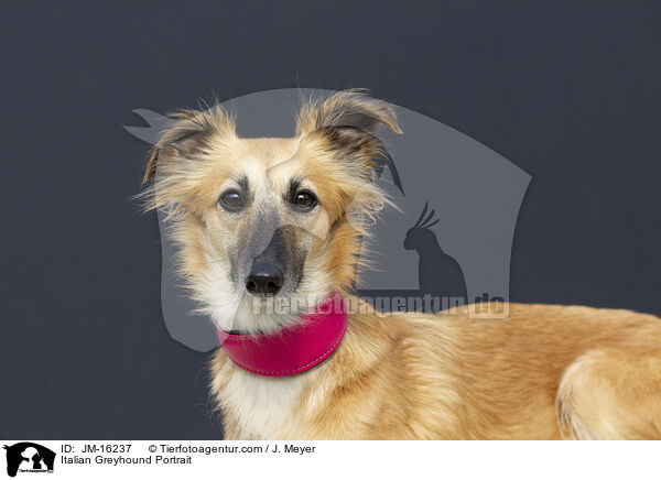 Italienisches Windspiel Portrait / Italian Greyhound Portrait / JM-16237