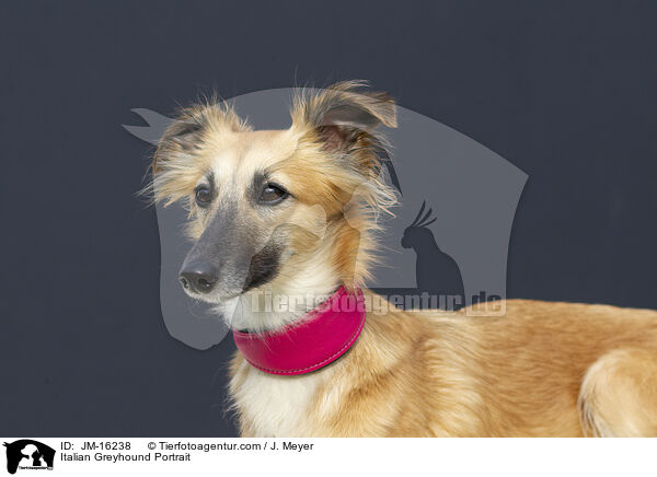 Italian Greyhound Portrait / JM-16238