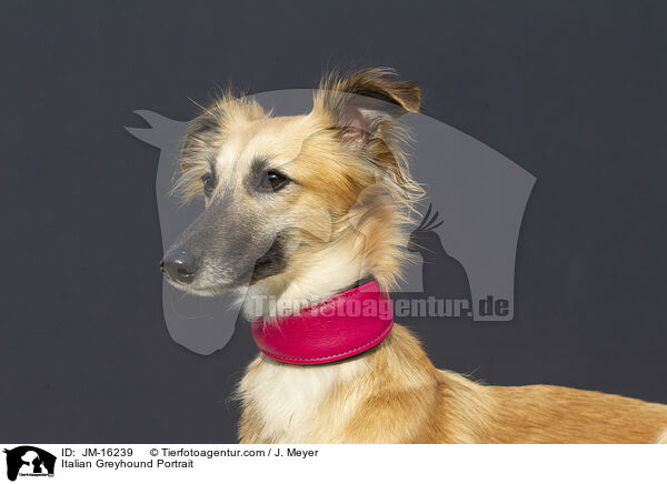 Italienisches Windspiel Portrait / Italian Greyhound Portrait / JM-16239