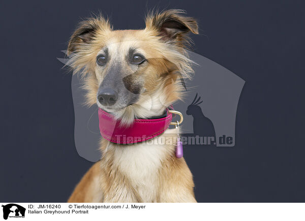Italienisches Windspiel Portrait / Italian Greyhound Portrait / JM-16240