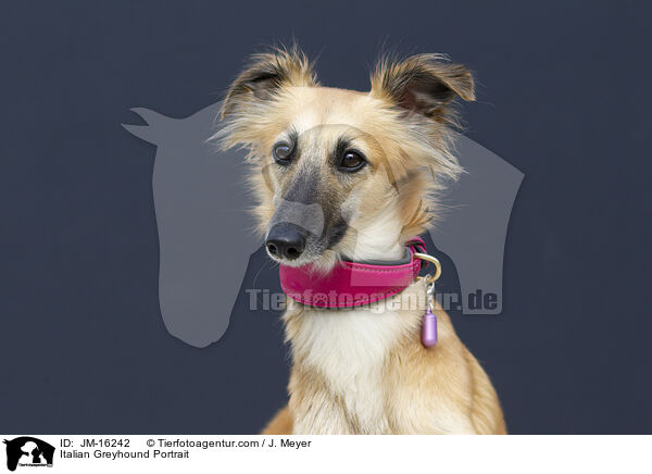 Italian Greyhound Portrait / JM-16242