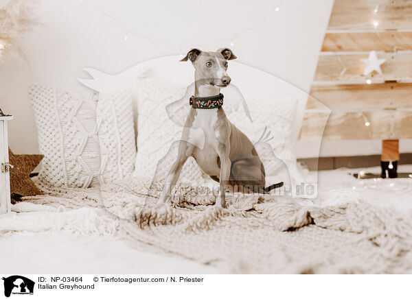 Italienisches Windspiel / Italian Greyhound / NP-03464