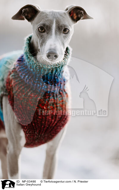 Italian Greyhound / NP-03486