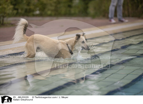 Italienisches Windspiel / Italian Greyhound / JM-20029