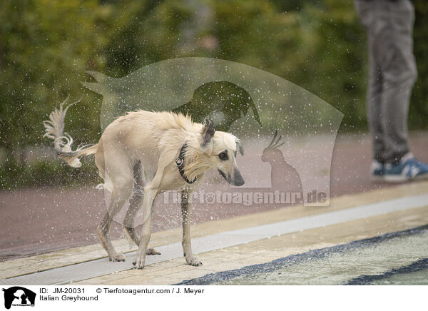 Italienisches Windspiel / Italian Greyhound / JM-20031