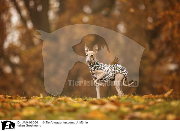Italienisches Windspiel / Italian Greyhound / JAM-06066