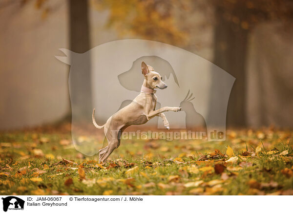 Italienisches Windspiel / Italian Greyhound / JAM-06067