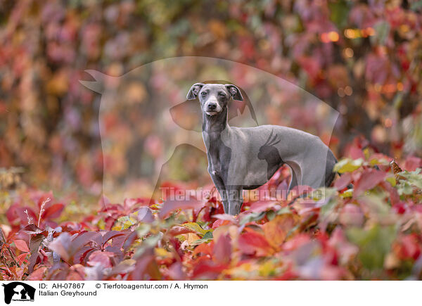 Italienisches Windspiel / Italian Greyhound / AH-07867