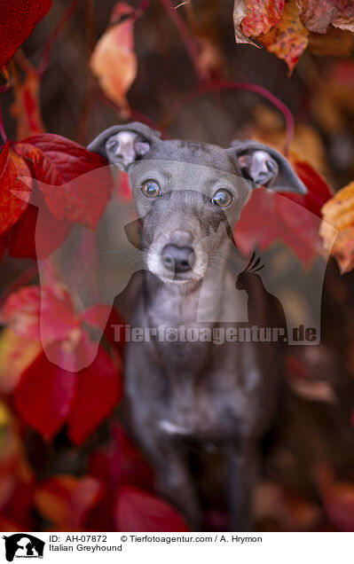 Italienisches Windspiel / Italian Greyhound / AH-07872