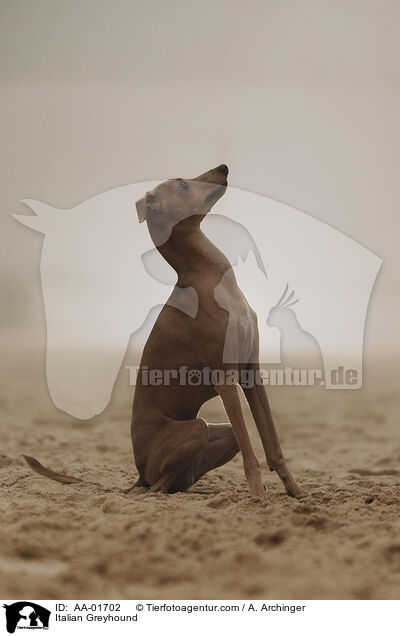 Italienisches Windspiel / Italian Greyhound / AA-01702