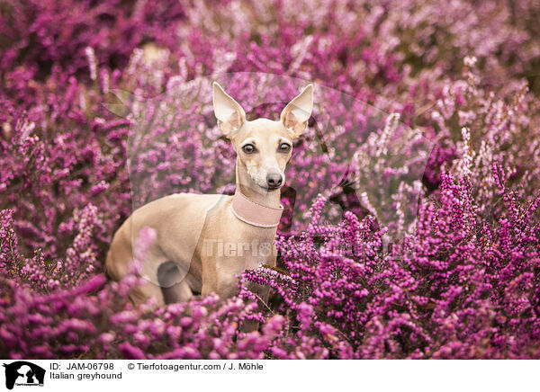Italienisches Windspiel / Italian greyhound / JAM-06798