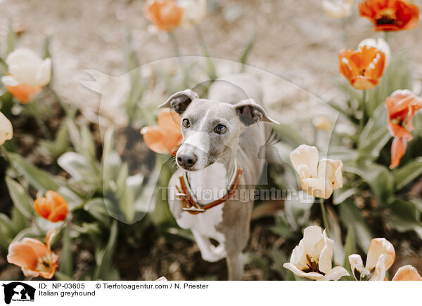 Italienisches Windspiel / Italian greyhound / NP-03605