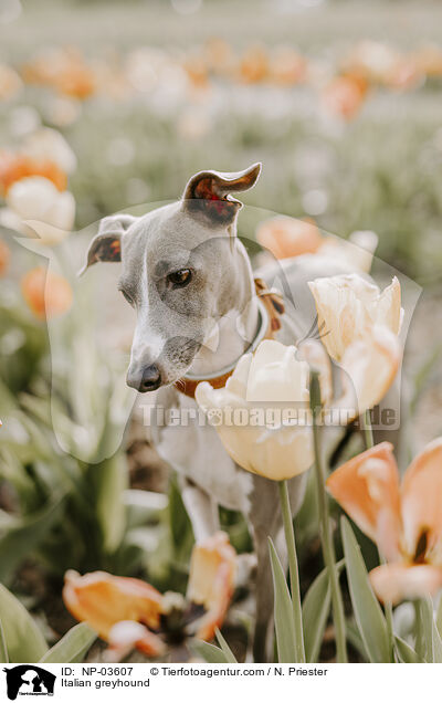 Italienisches Windspiel / Italian greyhound / NP-03607