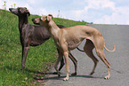 Italian greyhound