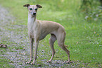 Italian greyhound