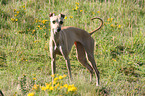 Italian greyhound