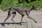 Italian greyhound