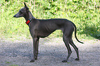 Italian greyhound