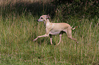 Italian greyhound