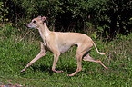 Italian greyhound