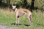 Italian greyhound