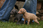 Italian Greyhound puppies
