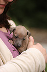 Italian Greyhound puppy